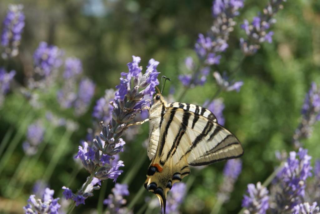 Le Mas Des Chenes Bed & Breakfast Rognes Dış mekan fotoğraf